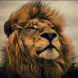 Meet your Posher, Caprice